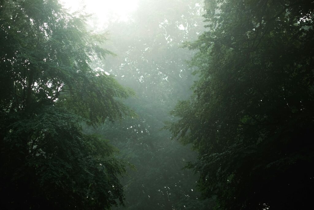 Forest with light poking through